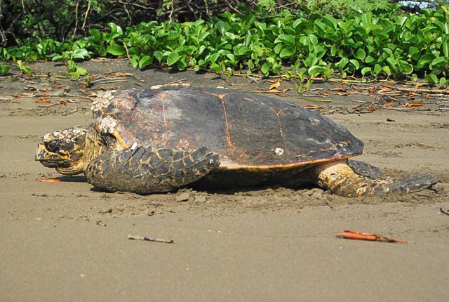 Hawksbill sea turtle