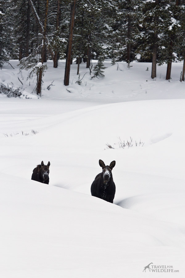 Two moose walking on a snowy creek