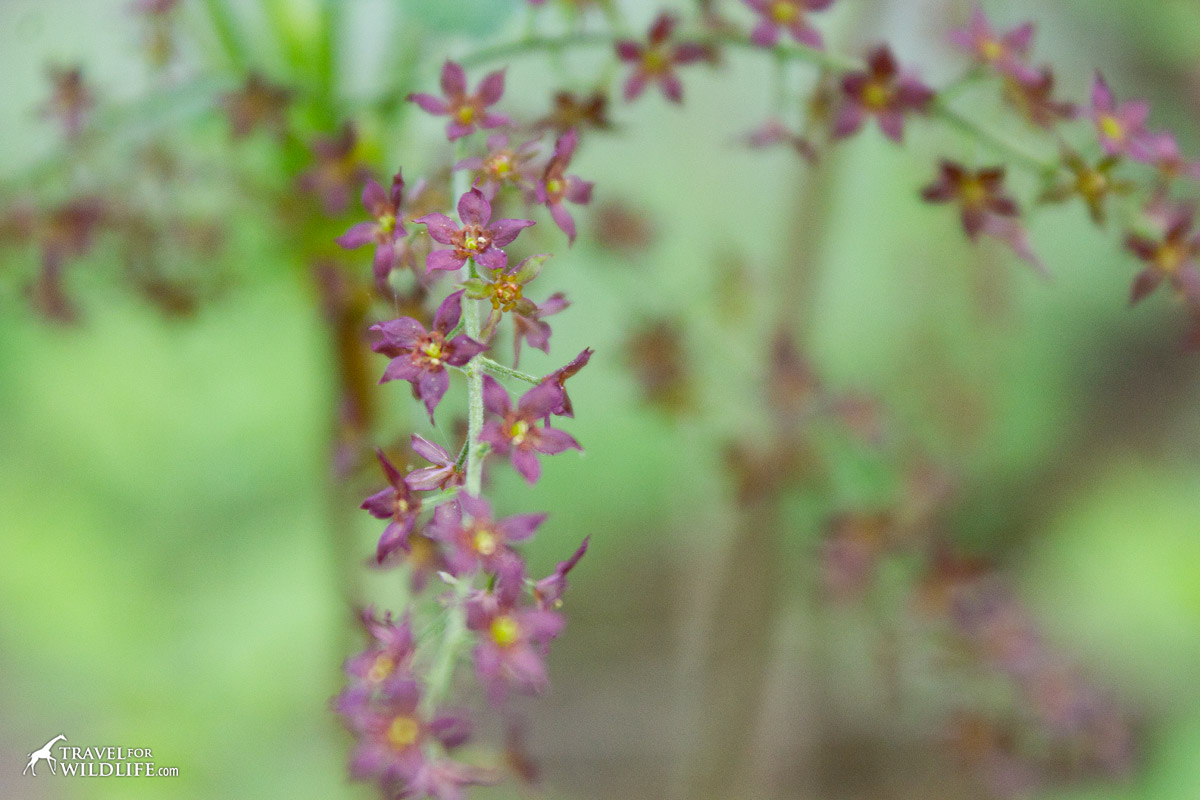 Close-up of purple wildflowers