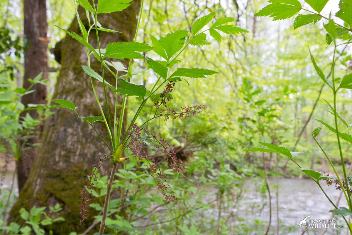 Unidentified spring flower