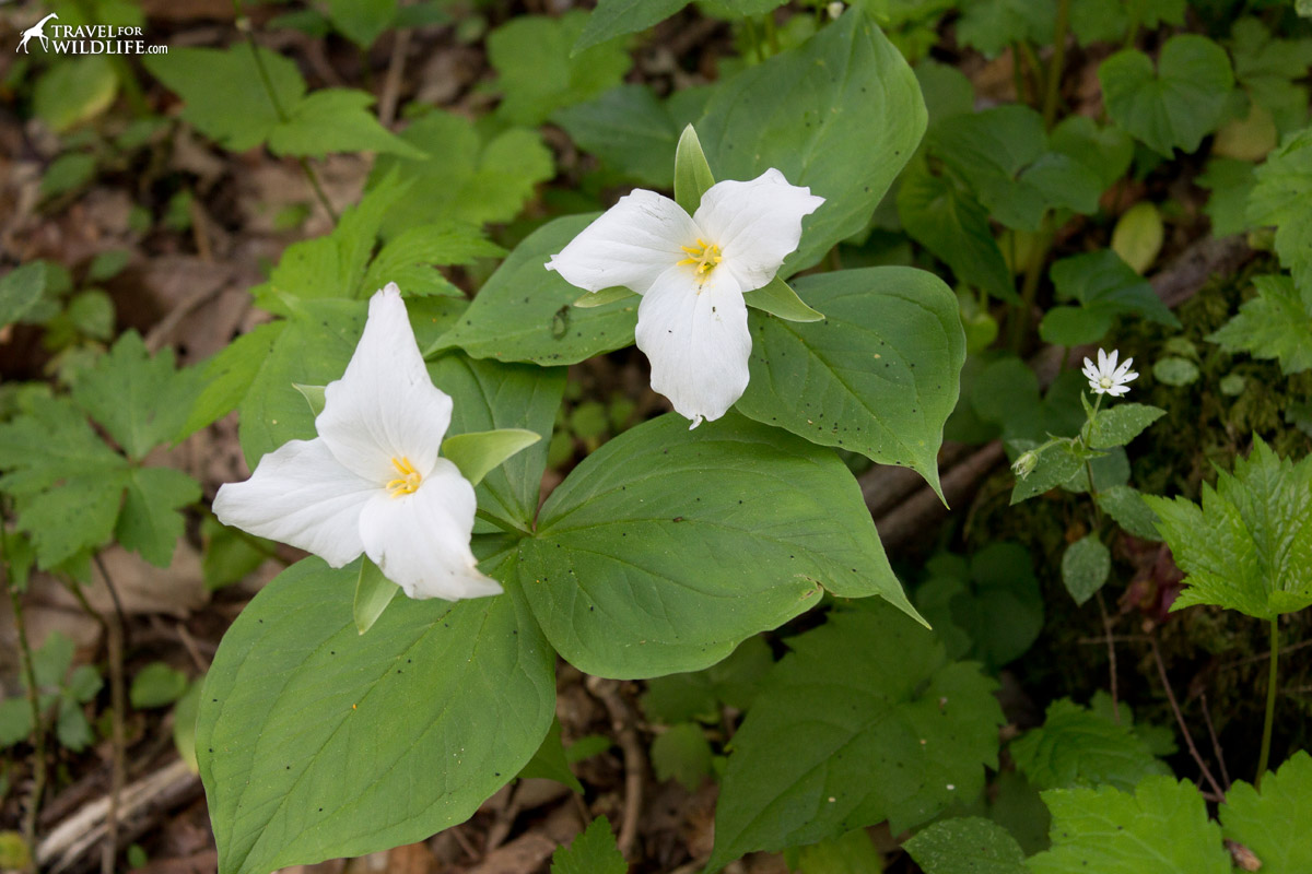 White trilliums and Star chickweed blooming