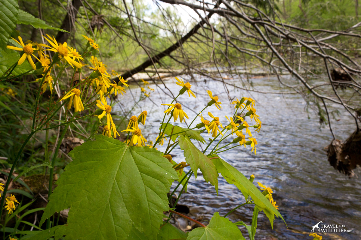 Yellows wildflowers along a river in the Smokies