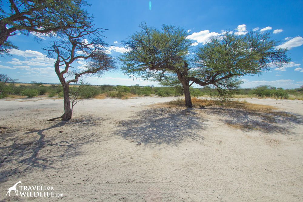Khiding 01 KTKHI01 large camp site with views, Mabuasehube Reserve, Kgalagadi Transfrontier Park, Botswana