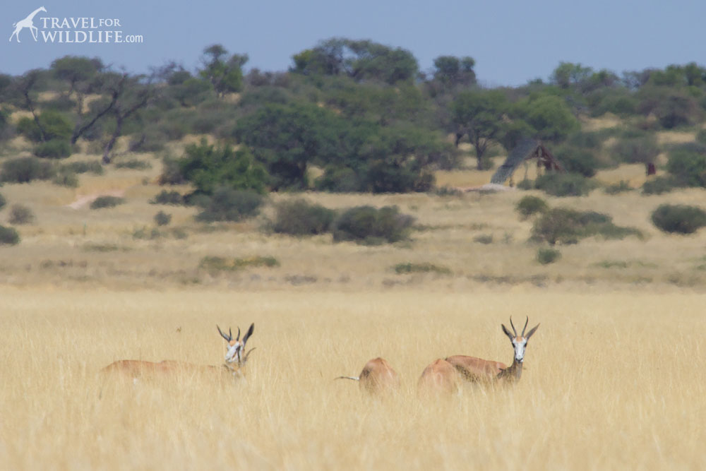 Springbok in Lesholoago Pan, Mabuasehube Reserve, Kgalagadi Transfrontier Park, Botswana
