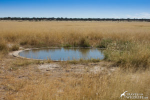 The waterhole at Lesholoago Pan, Mabuasehube, Kgalagadi Transfrontier Park, Botswana