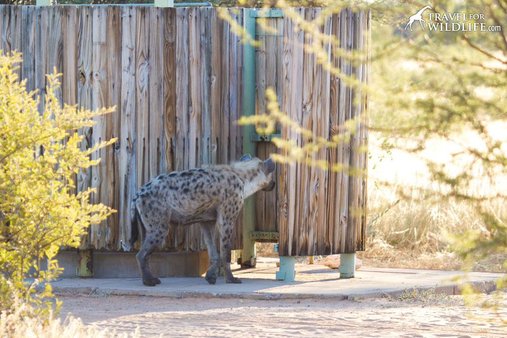Hyena in shower at Mabuasehube, Botswana