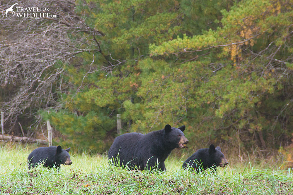 Stay at Gatlinburg cabins and watch black bears