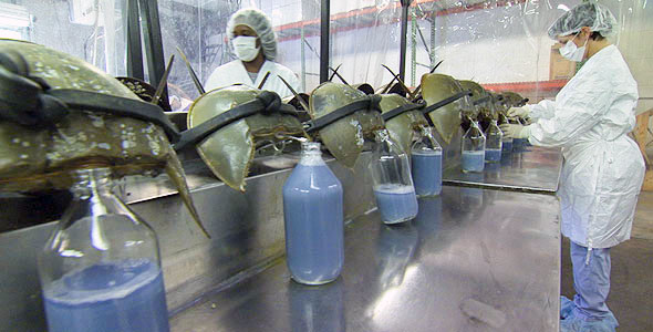 horseshoe crab blood harvesting