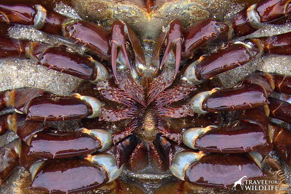 close up photo of horseshoe crab mouth, Slaughter Beach, DE
