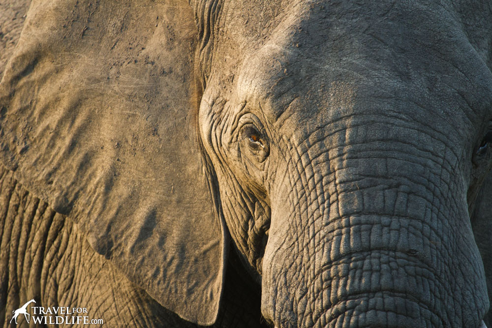 Finding solitude on a Kruger self drive safari