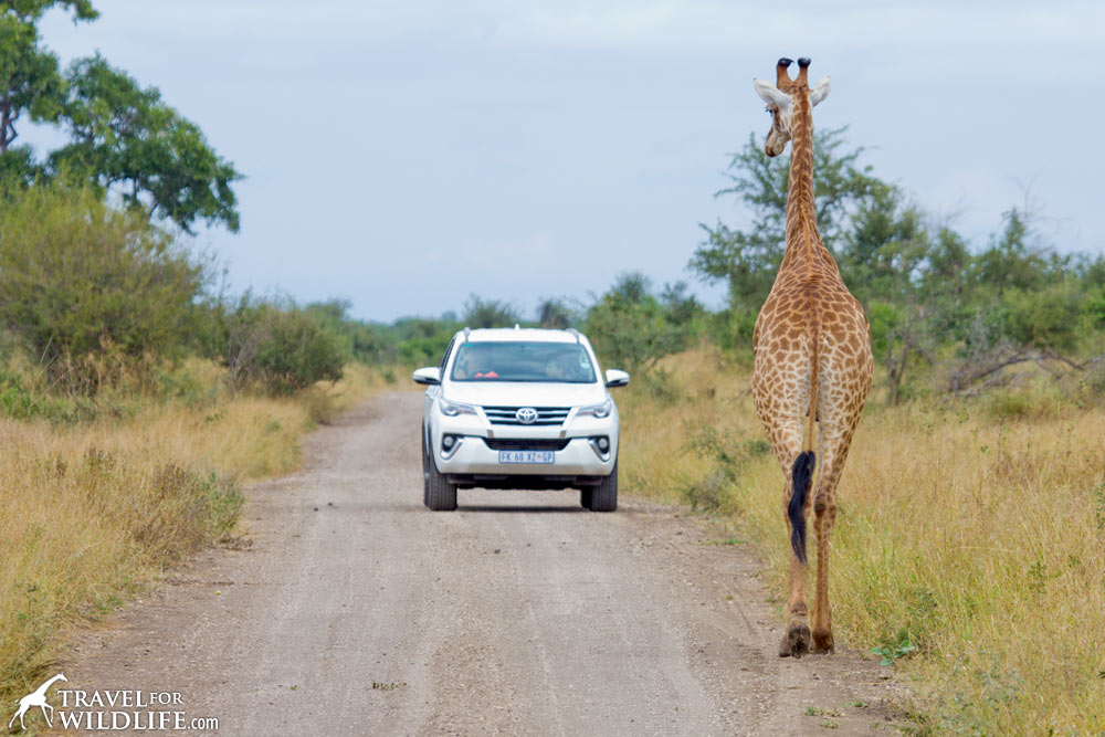 Avoiding crowds in Kruger National Park