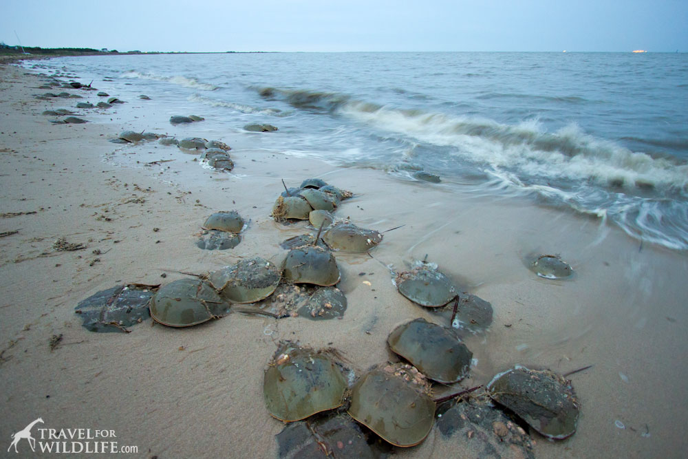 Horseshoe crabs mating Delaware Bay, Slaughter Beach DE