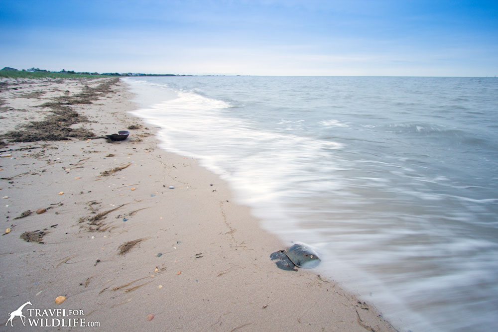 Tide Chart Horseshoe Beach Florida