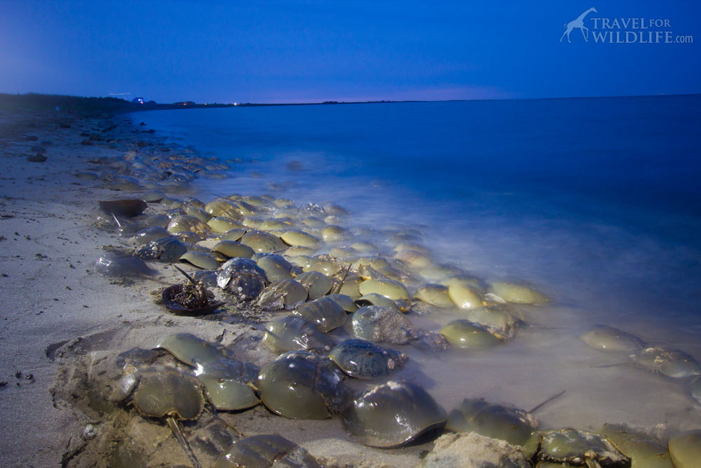 horseshoe crabs mating Delaware Bay