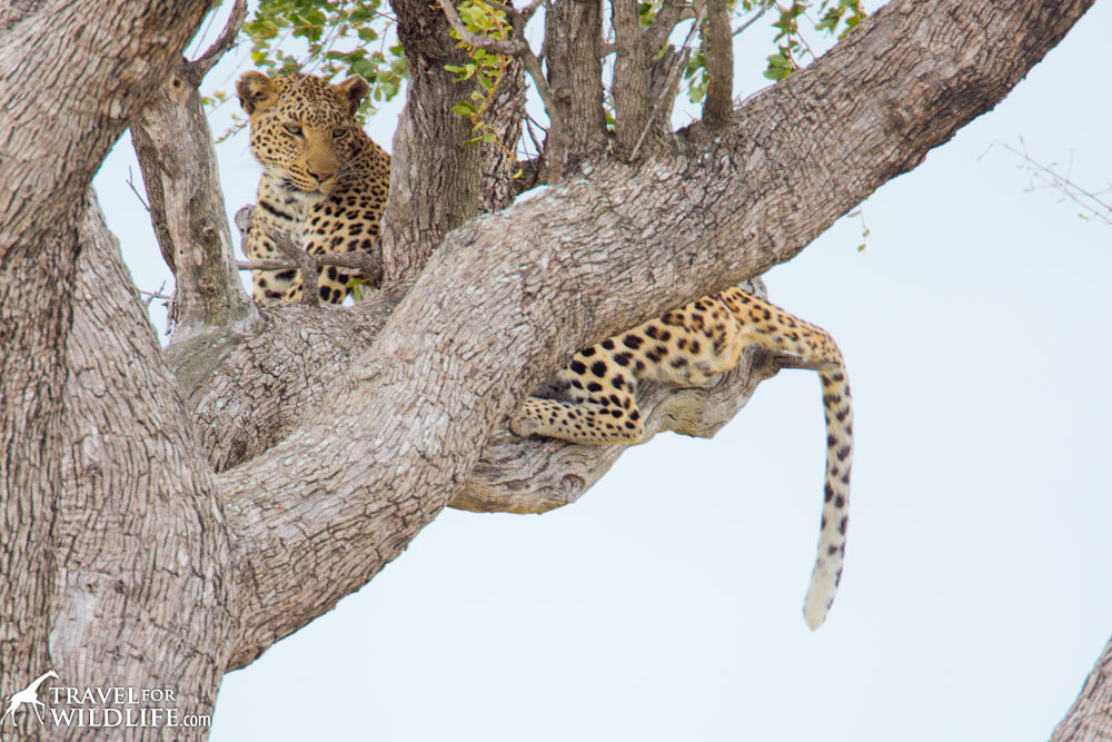 Leopard sighted on a Kruger self drive safari.