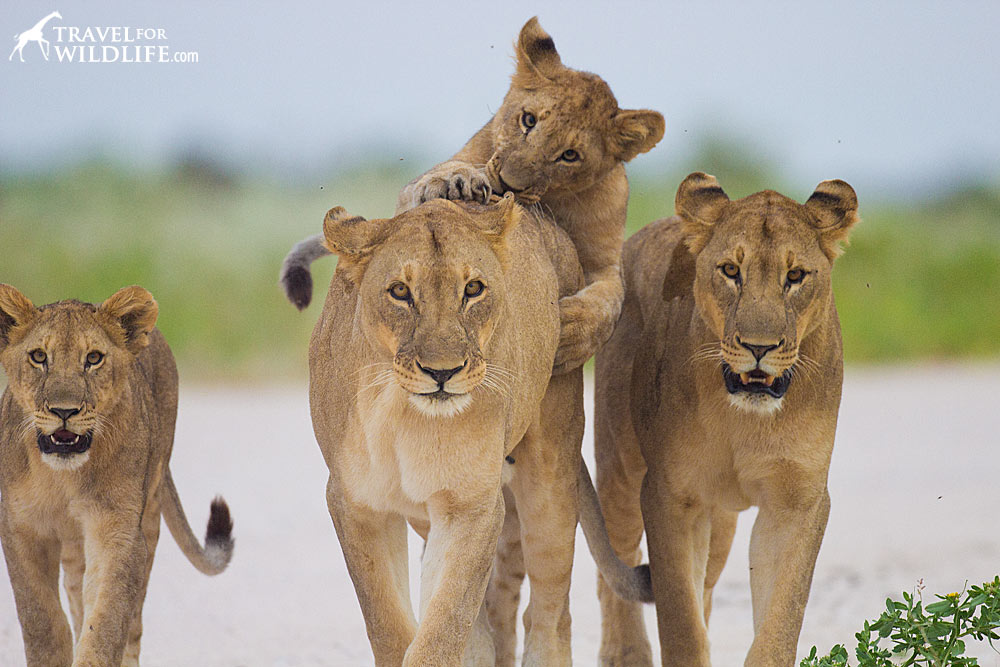 A lion cub play attacks her mother in Etosha National Park, Namibia