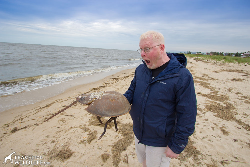 Arashigaoka etiquette Dicteren How to See a Zillion Horseshoe Crabs Spawning in the Delaware Bay | Travel For Wildlife Arashigaoka etiquette Dicteren How to See a Zillion Horseshoe Crabs Spawning in the Delaware Bay | Travel For Wildlife