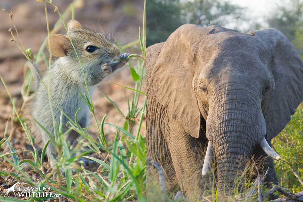 Lions are opportunistic hunters and may eat anything ranging from mice to elephants.