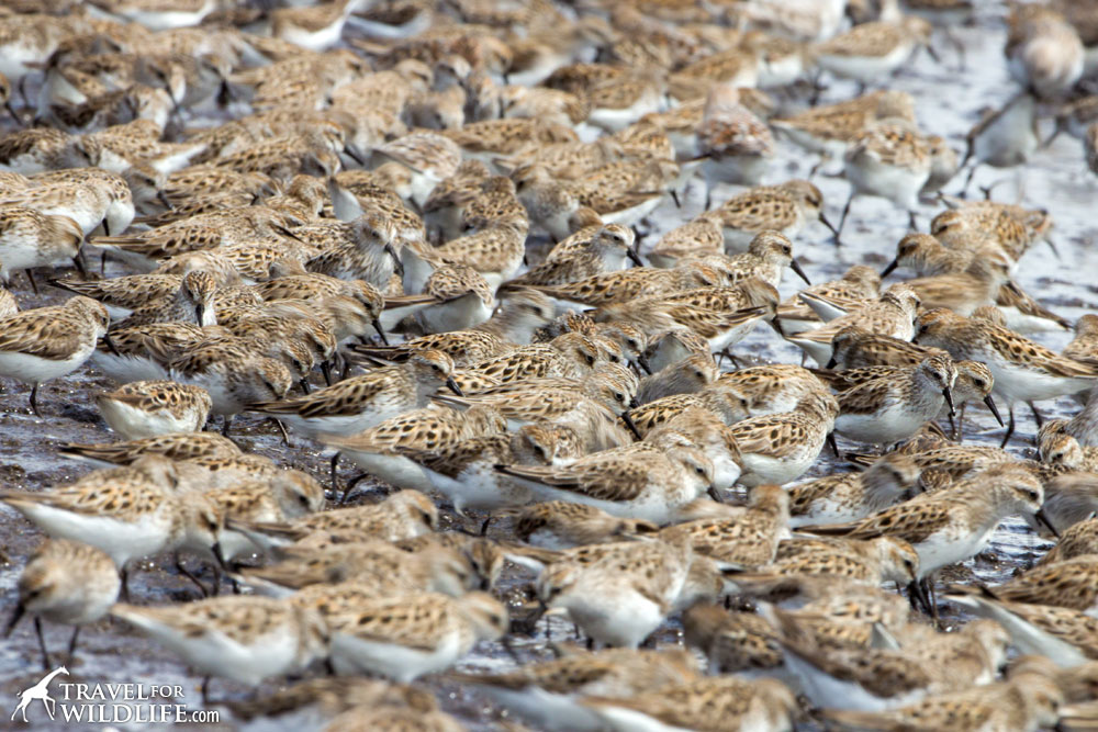 shorebirds feeding on horseshoe crab eggs