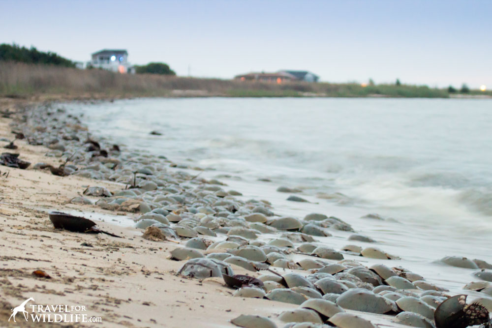 spawning horseshoe crabs on a beach