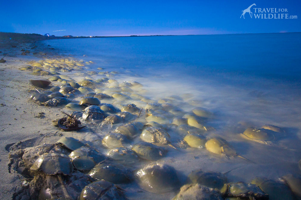 How to photograph horseshoe crabs in the Delaware Bay, Slaughter Beach, DE