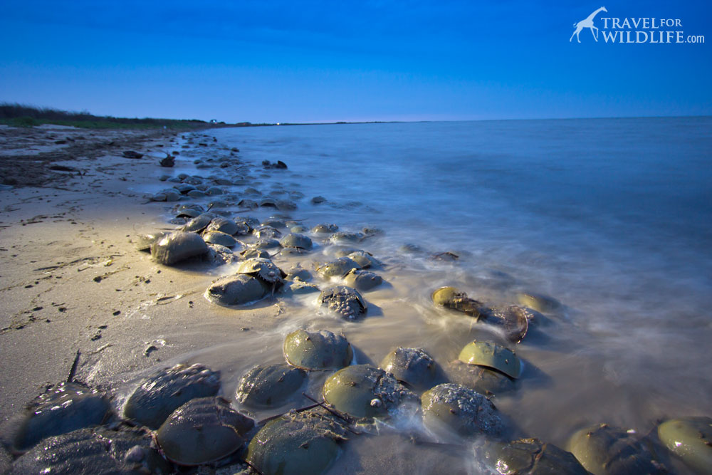 Horseshoe crabs in Delaware, Slaughter Beach, DE