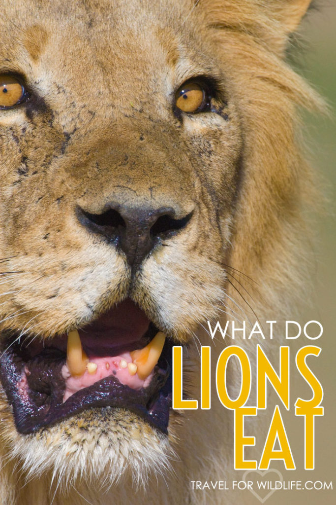 What do lions eat? Anything from mice to elephants and everything in between! Find out the lion's six favorite foods and some of the crazier things they've been known to eat!