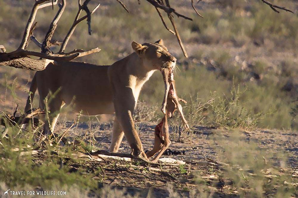 What do lions eat? Here a lioness eats a baby gemsbok calf.