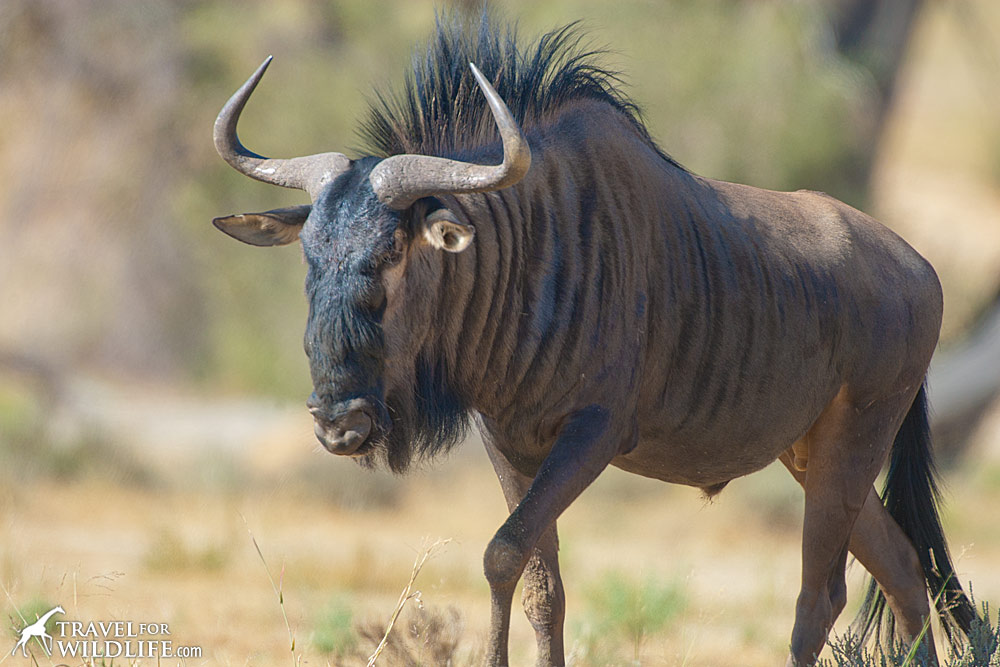 What do lions eat? Wildebeest are one of their favorite foods!