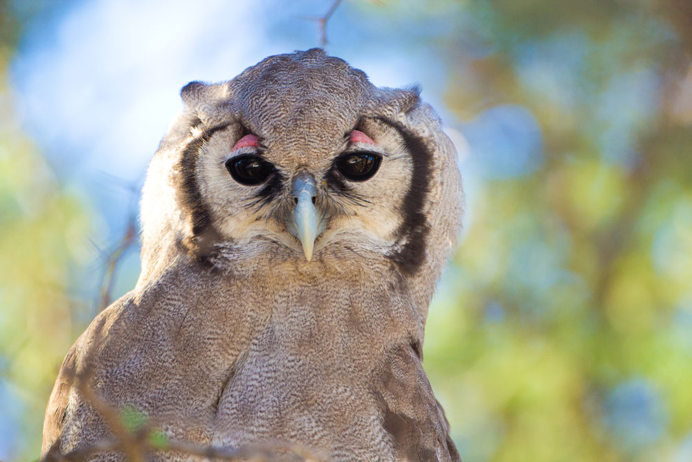 South African Owls