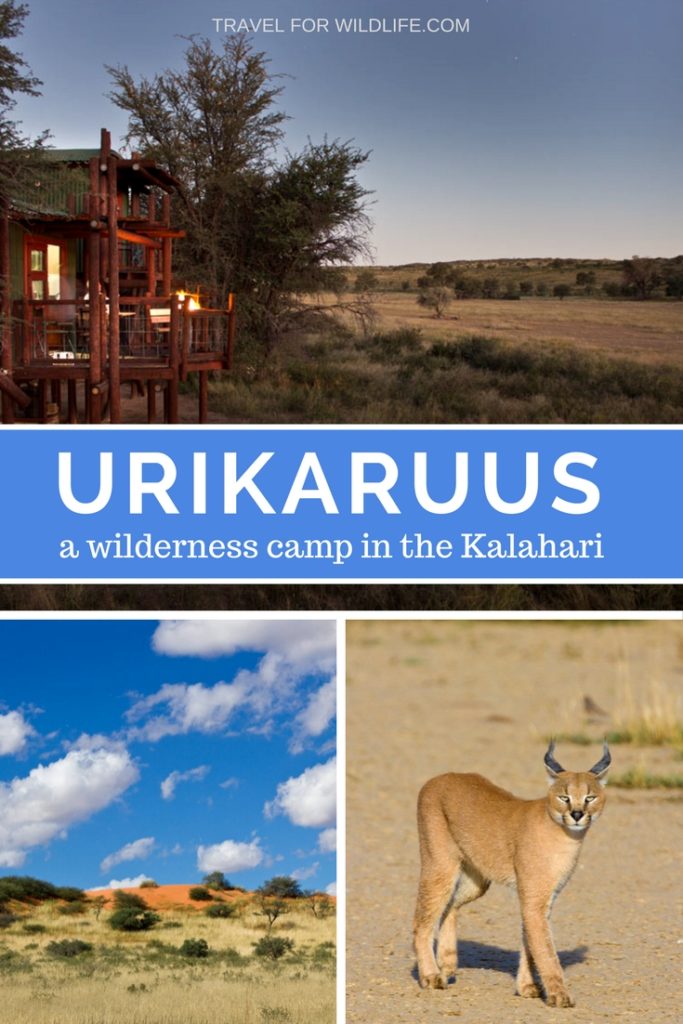 Urikaruus, a wilderness camp in the Kgalagadi Transfontier Camp, South Africa. Stay here for a unique experience in this quirky camp, where the Kalahari animals come visit all day and night.