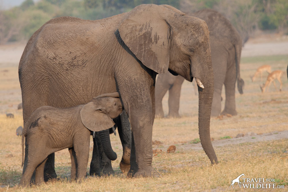 What Do Elephants Eat? Elephant diet, video, & photo • Travel For Wildlife
