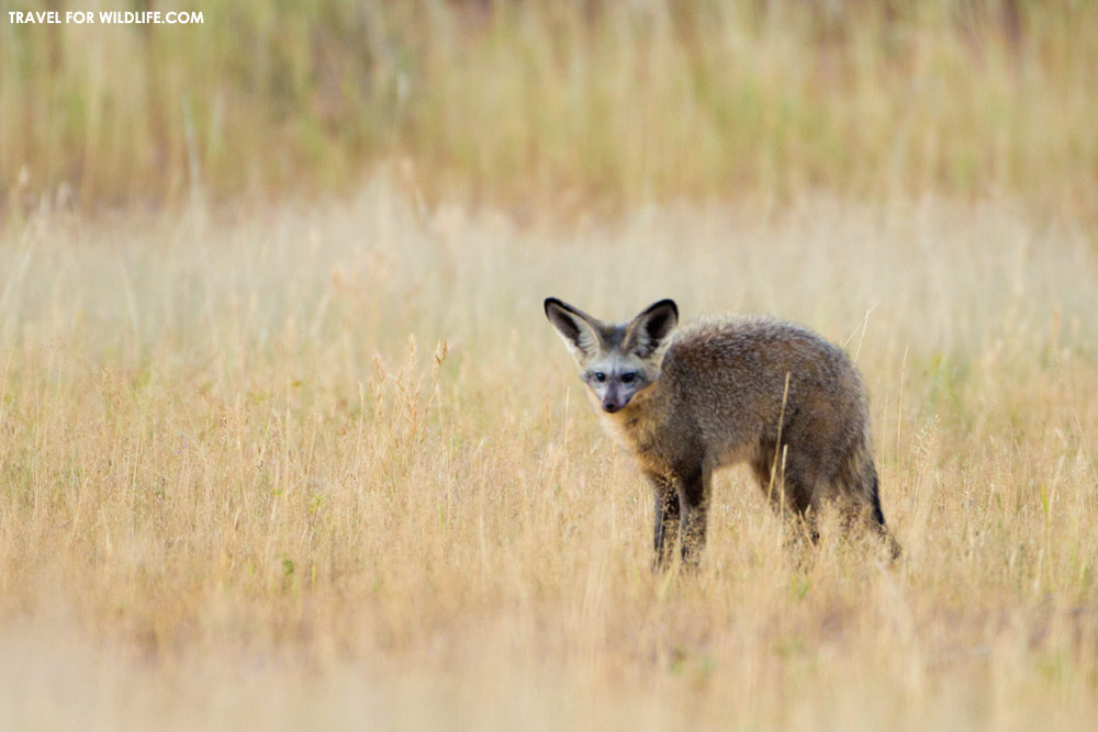 Bat-eared fox hunting, Kgalagadi Transfrontier Park