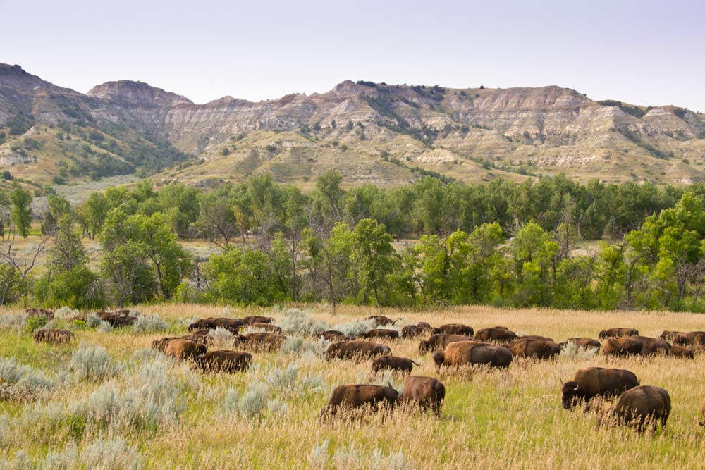 Bison at Theodore Roosevelt National Park, one of the national parks in the United States