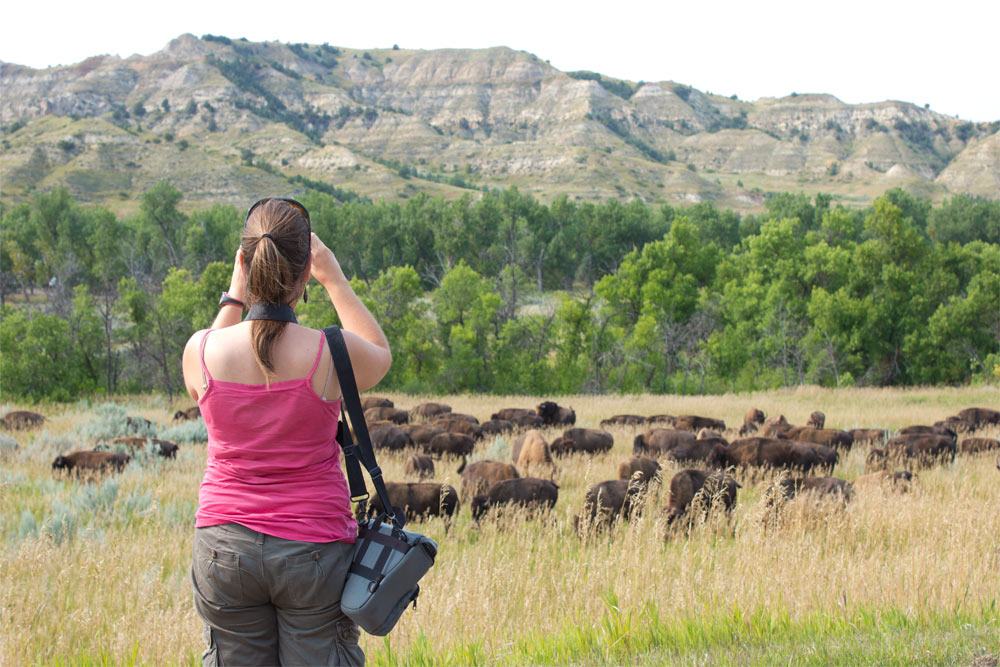 bison in Theodore Roosevelt National Park