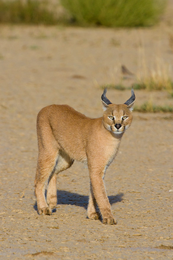 Caracal in the Kalahari