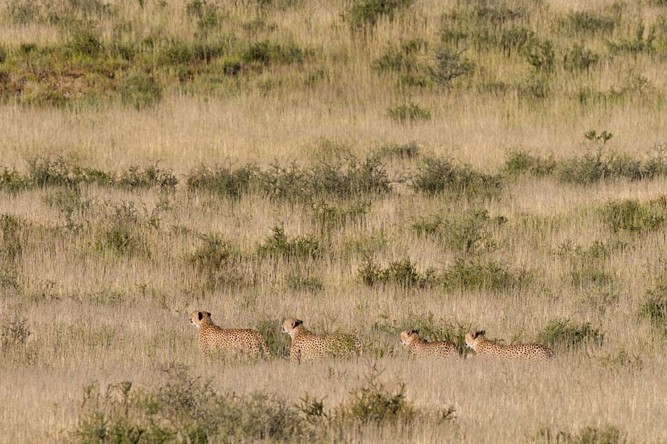 Cheetah coalition walking in the grass