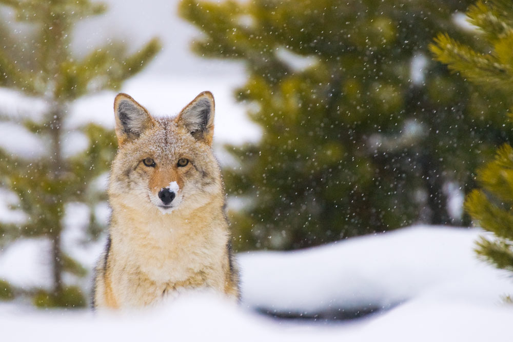 A coyote in the snow in Yellowstone