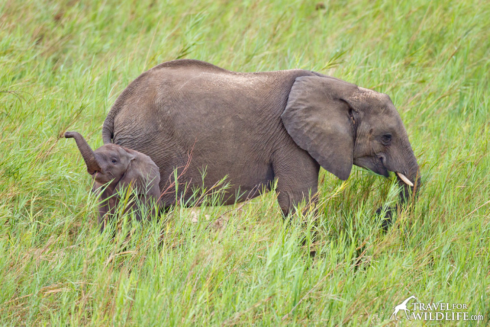 what does elephant eat in Africa?