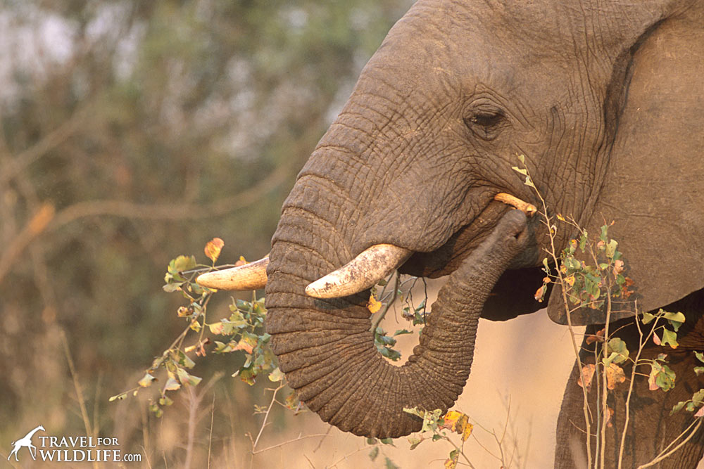 What do African elephants eat? Bark!