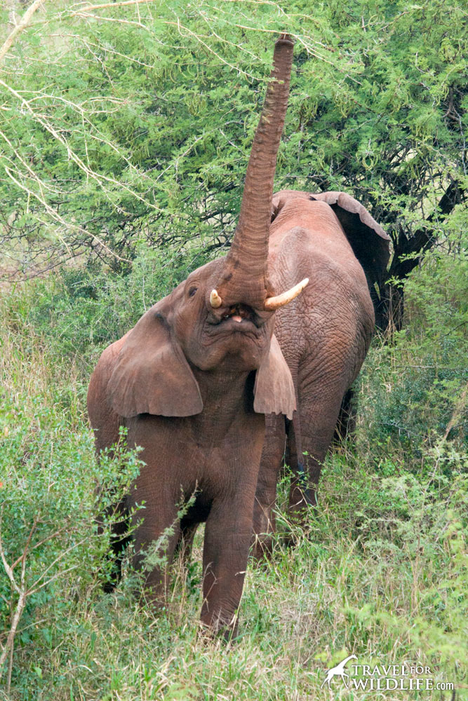 What does an elephant eat in Africa? leaves and twigs!