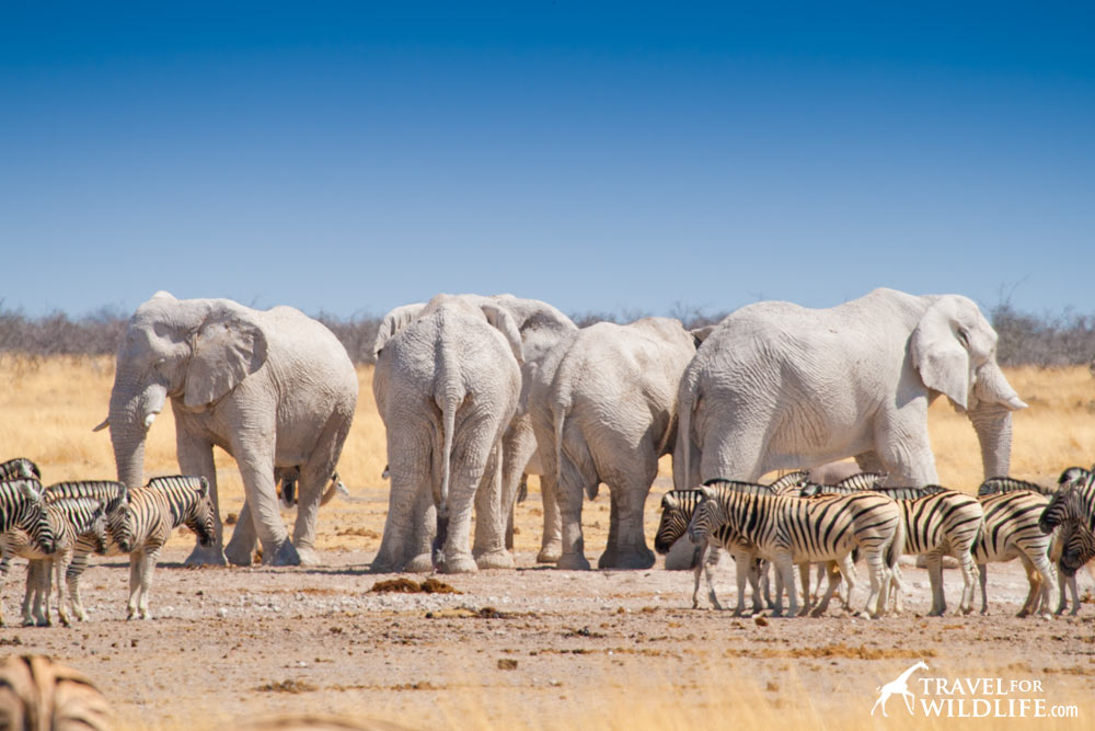What does elephant eat in Etosha?