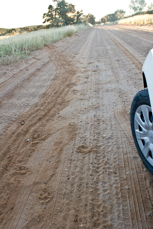 Hyena tracks next to the dragging mark