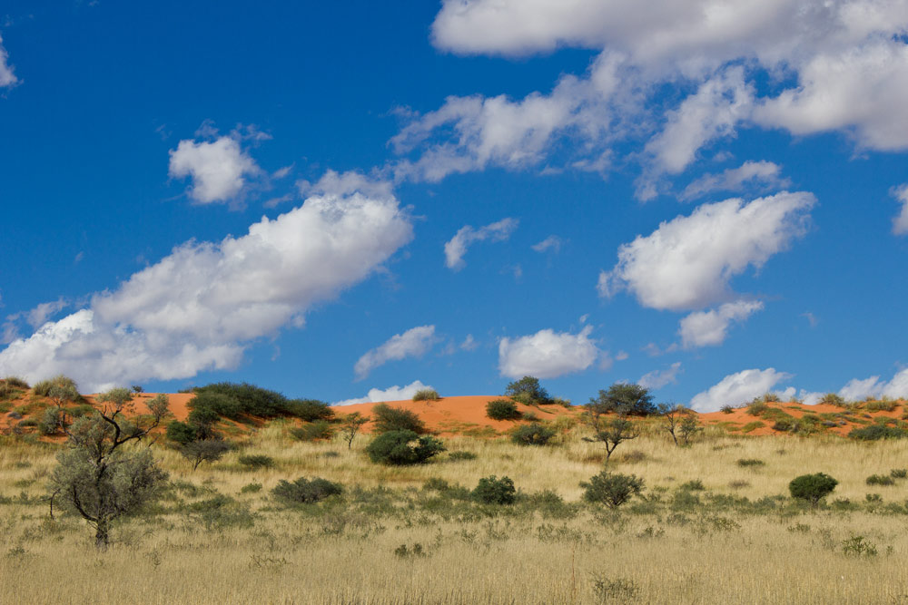 Kalahari desert landscape