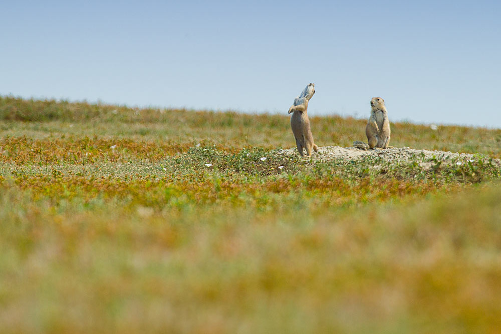 prairie dog town, North Dakota