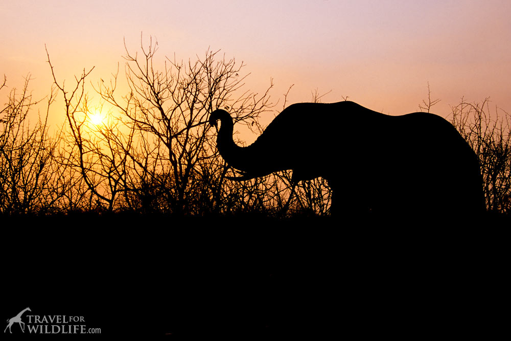 what do elephants eat?