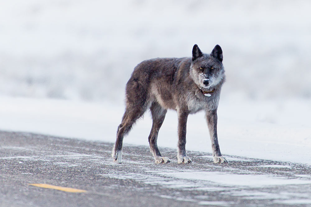 926F alpha female wolf of Lamar Canyon Pack, Yellowstone National Park