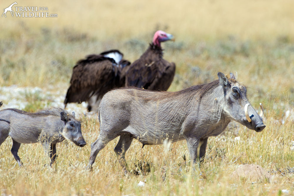 warthogs and vultures in Mabuasehube, Botswana