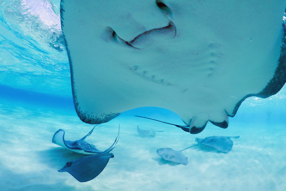 Stingrays are normally solitary and nocturnal, except where they are fed by tourists