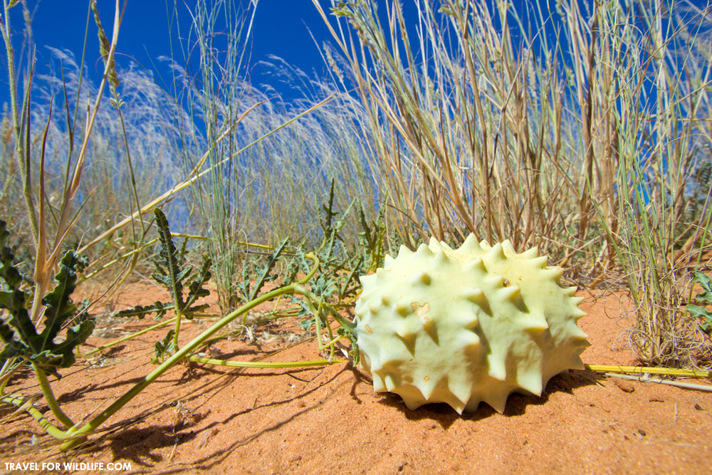 gemsbok cucumber, botswana